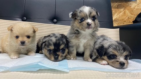 成約済の兵庫県のポメチワ:ポメラニアン×チワワ-348628の5枚目